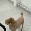 이뻐질개 애견미용실 | 강아지 미용의 새로운 기준, 이뻐질개
