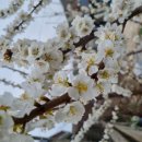 행화농장 이미지