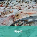 해용호