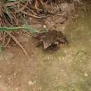 흙염소 농장 이미지