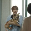 털뭉치 이미지