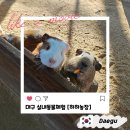 대구 팔공산 하하농장 실내동물원 먹이주기체험 가능한 곳 방문후기