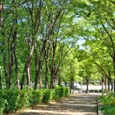 가로수길 이미지