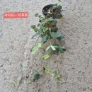 클레마티스 바위초롱 분홍꿩의비름 이미지