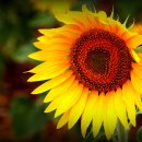 엄마라는이름으로 이미지