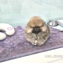 안다켄넬 이미지