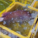 남해수산시장 이미지