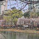 ♣ 아름다운 봄, 벚꽃 이야기 이미지