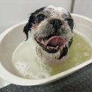 둥둥펫살롱 이미지