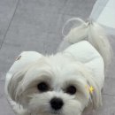 블리로움