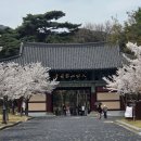 은해사 벚꽃길 이미지