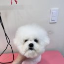 프롬율무 이미지