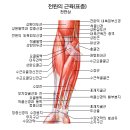 팔꿈치가 아픈데, 문제는 아래팔일 수 있습니다.[바른몸애] 이미지
