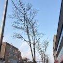 꽃마름(목포하당점) | D-25