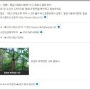 팔공산올레길 8코스 이미지