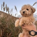 제주애단비 마주 이미지