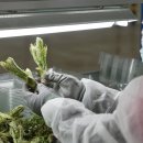 롯데마트 | 다양한 두릅 요리 순창 참두릅 레시피 롯데마트 제철엔제타 후기