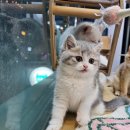 강남 고양이 분양 냥블리 이미지