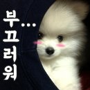 두유네 애견미용실 이미지