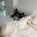 노나먹개 이미지