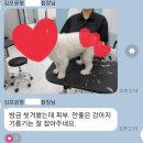 웰니스 펫뷰티 이미지