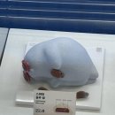 양재역 카페 | Workshop by 배스킨라빈스 내돈내산 후기 맛추천 케이크 추천