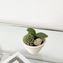 로자리안 이미지