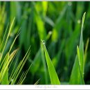 풀잎 이미지