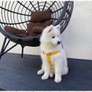 제주네 애견유치원 이미지