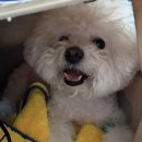 오복동물치과병원 이미지