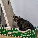 리틀캣 | 리틀팩토리 고양이 각도조절 스크래쳐보드세트 미들 후기