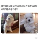 술고래핑