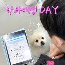 멍문대 애견유치원 네이버블로그