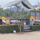 비올레띠 이미지