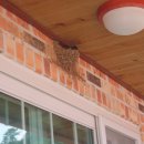 횡간도1 이미지