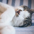 파주24시동물병원 이미지