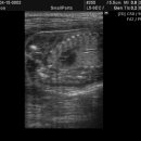 퍼피즌동물병원 이미지