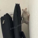 오빠 어디가