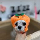 친절한애견미용실 이미지