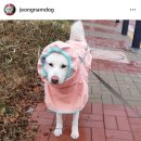 느낌있개 이미지