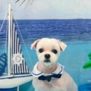 댕스타일 이미지