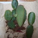 시나브로 이미지