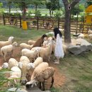 여운목장 | 나트랑 자유여행 아이들과 가기 좋은 판랑 양떼목장 후기, 사막투어 포함 코스