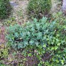 신삼정미소 이미지