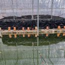 조마낚시터 이미지