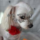 펫월드 시민공원점 앞(새싹로 76) | [서면 애견미용] 부산 시민공원 옆에 위치한 대형 애견마트 "펫월드"