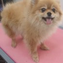 이뻐진개 이미지