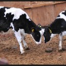 지연목장 이미지