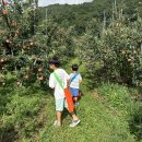 신원농장 | 충주 아이랑 함께 가볼만한곳 사과농장 사과따기체험 '새봄농원' 후기