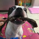 도그스푼 이미지